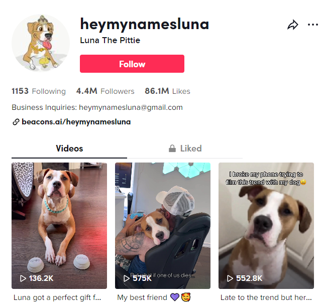 Luna, pitbull préféré de Pittie Canada