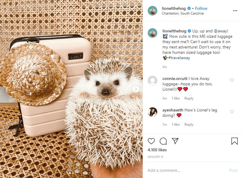 Marques adorées: animaux de compagnie influenceurs