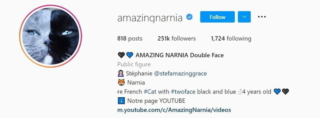 Marques adorées: animaux de compagnie influenceurs