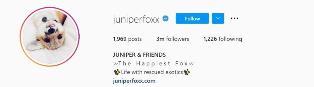 Marques adorées: animaux de compagnie influenceurs