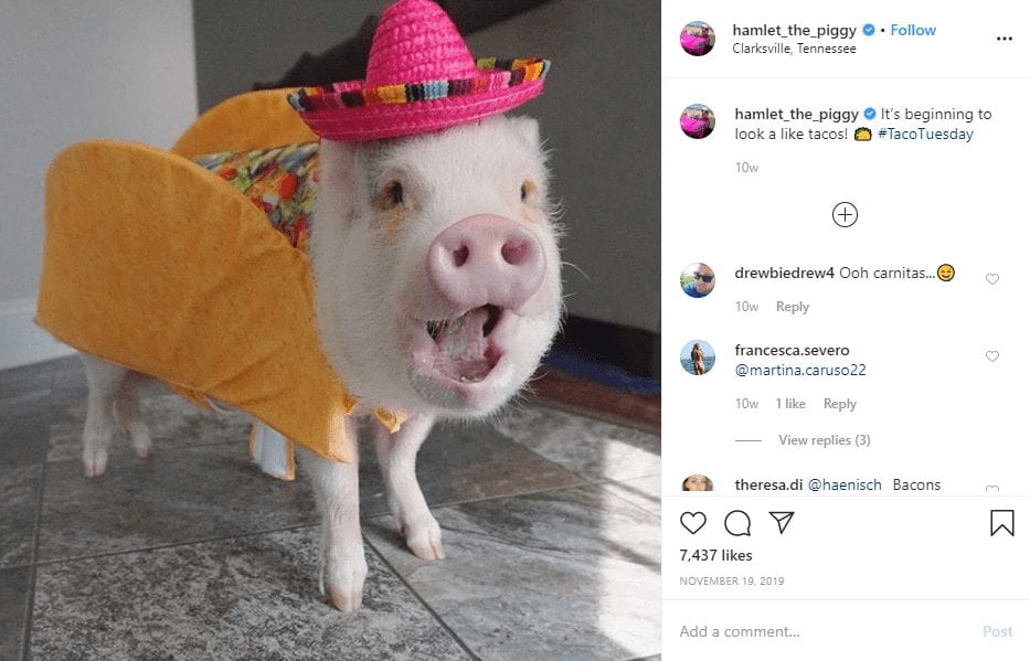 Marques adorées: animaux de compagnie influenceurs