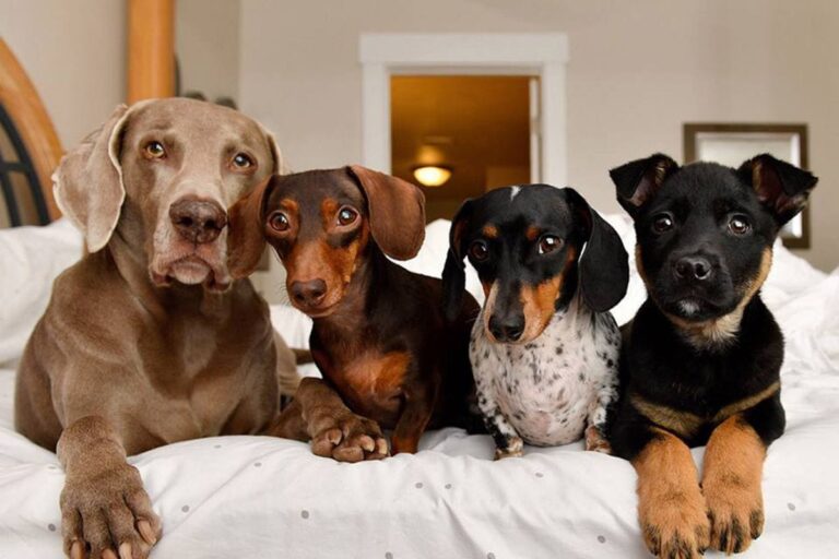 Marques adorées: animaux de compagnie influenceurs