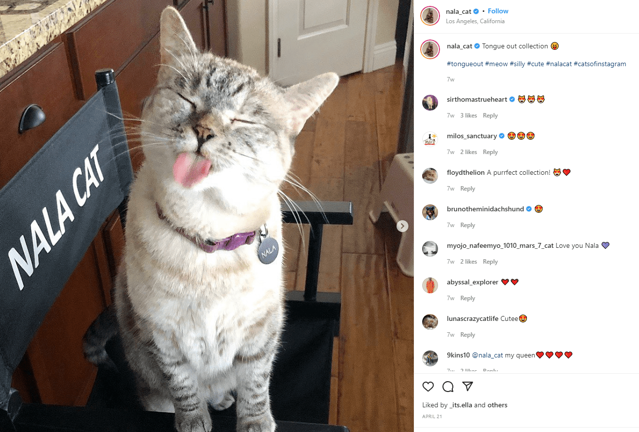 Influenceur du certificat des animaux de compagnie Nala Cat