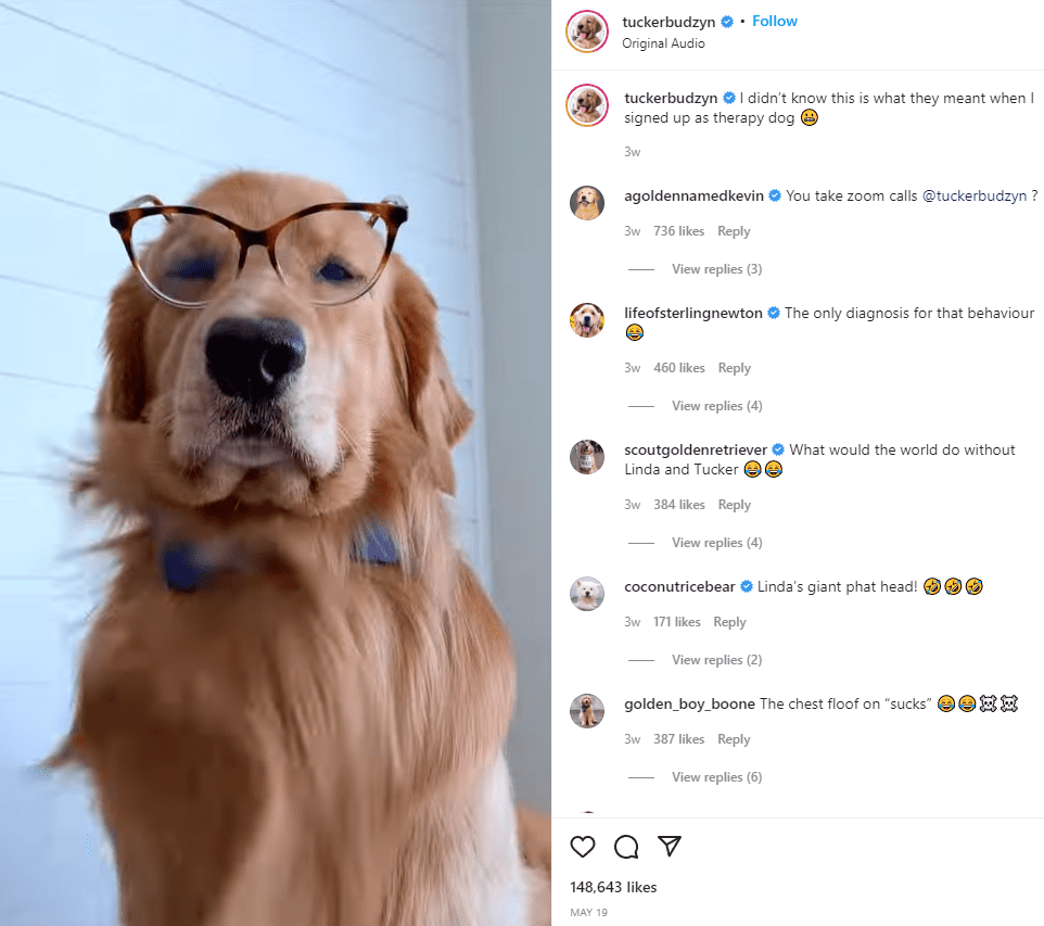 Tucker le Golden Retriever