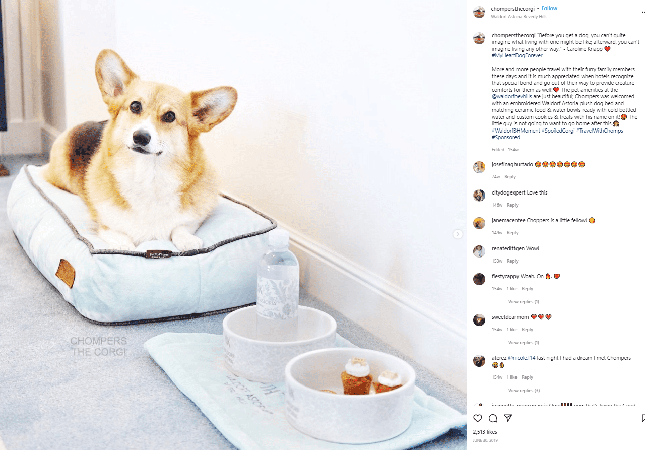 Chompers O Corgi