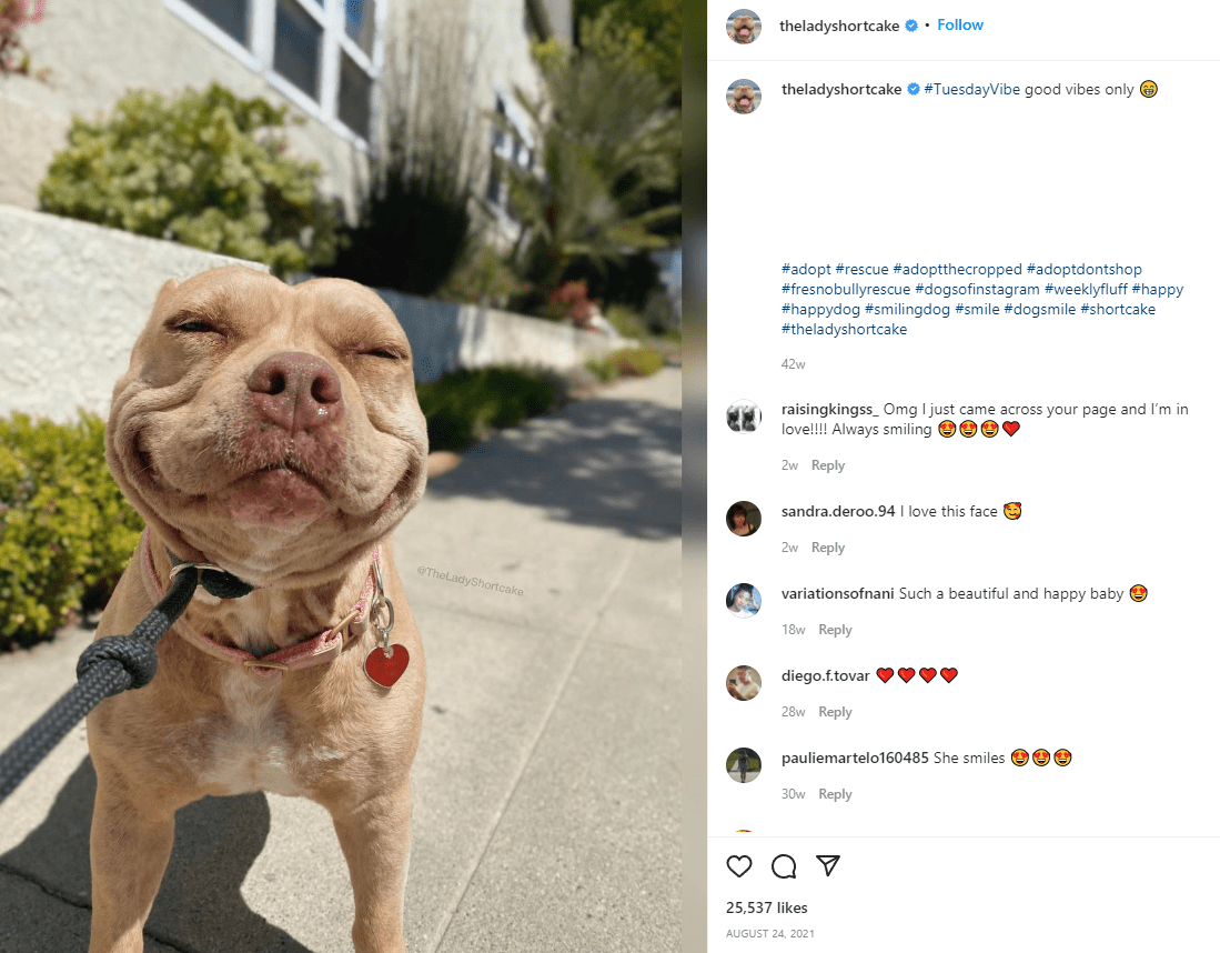 Bullcoke l'influenceur des animaux de compagnie Bulldog
