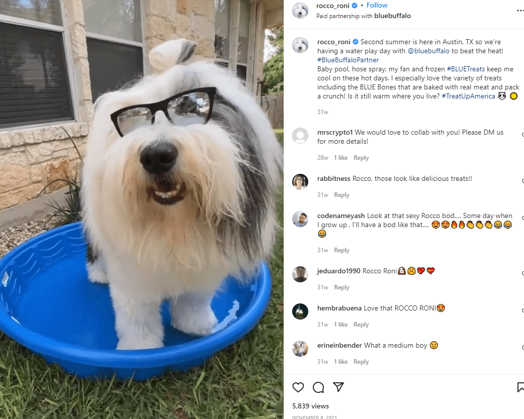 Chiens autoproclamés