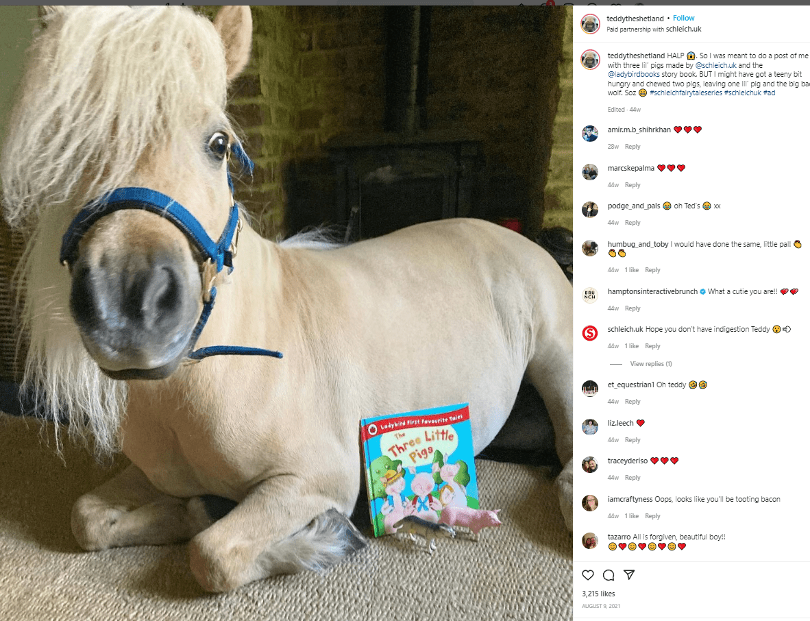 Heartbreaker international Teddy the Shetland