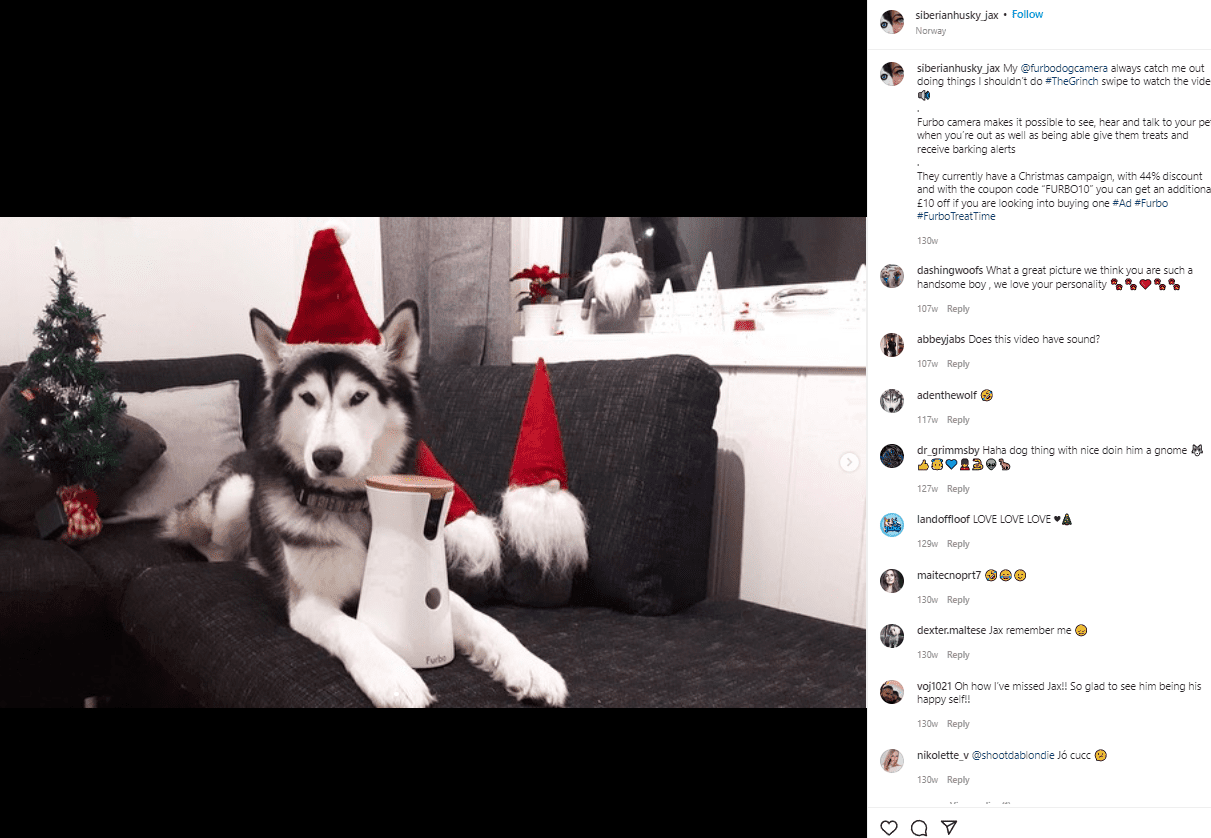 Jax, le husky sibérien