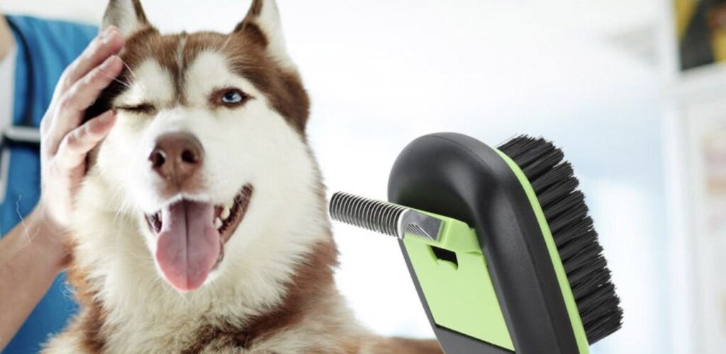 Besoins prioritaires pour les animaux de compagnie | Helfing Dog