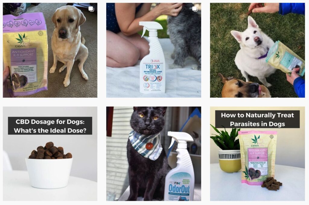 PETFX Postes Instagram | Animaux de compagnie présentés dans la richesse