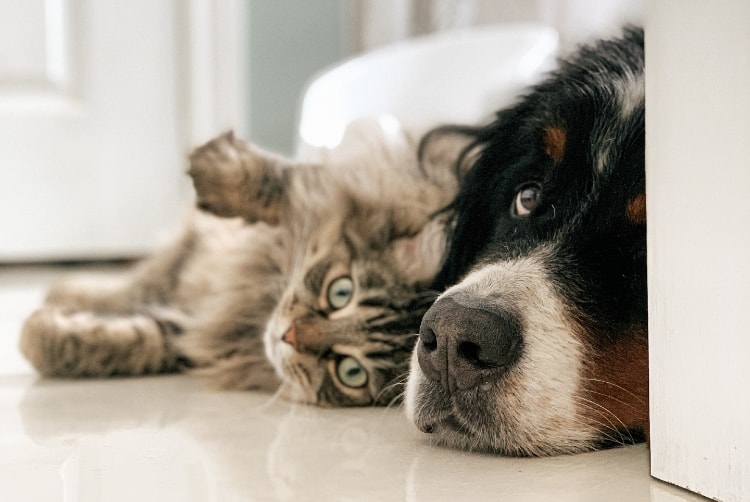 21 marques d'animaux à la recherche d'influenceurs qui aiment les chiens et les chats
