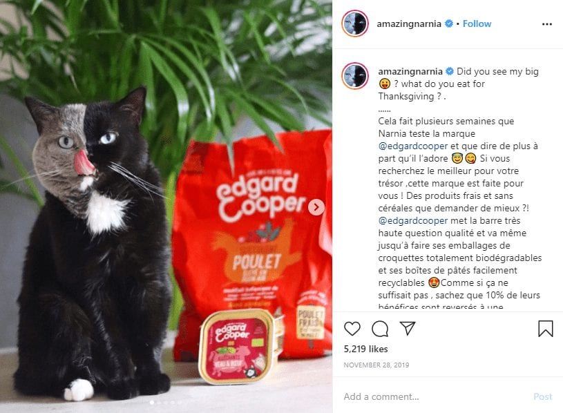 Marques adorées: animaux de compagnie influenceurs
