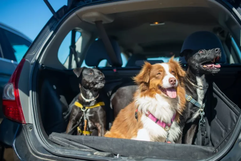 Top Pet Nuffenchers - HireInflose.com